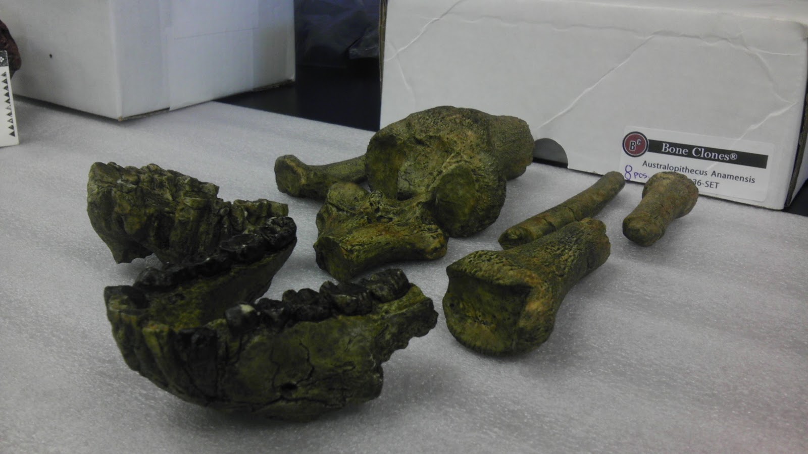 physical-anthropology-101-july-2012