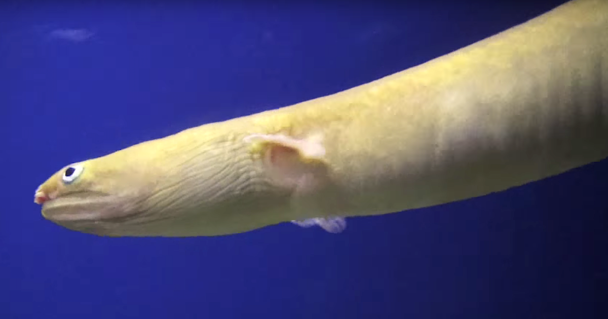 Aquarium Movies Japan Archive 生きている魚図鑑 イナカウミヘビ Ophichthus Asakusae