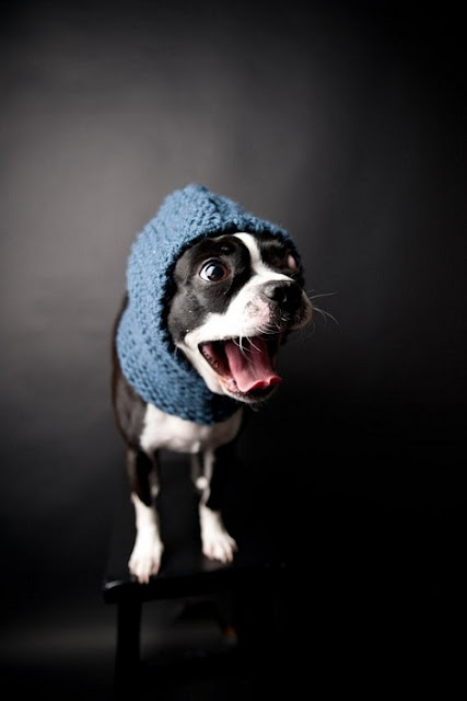 Dog in snood