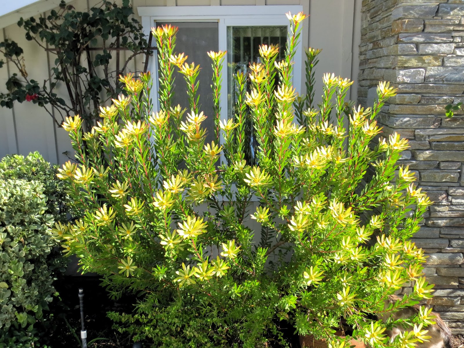 Late to the Garden Party: My favorite plant this week: Leucadendron