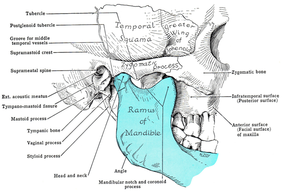 articulatii mandibula