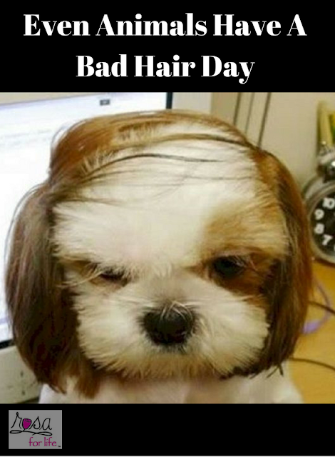 Even Animals Have A Bad Hair Day | Rosa For Life