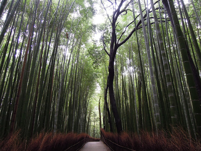 La foresta incantata di Arashiyama