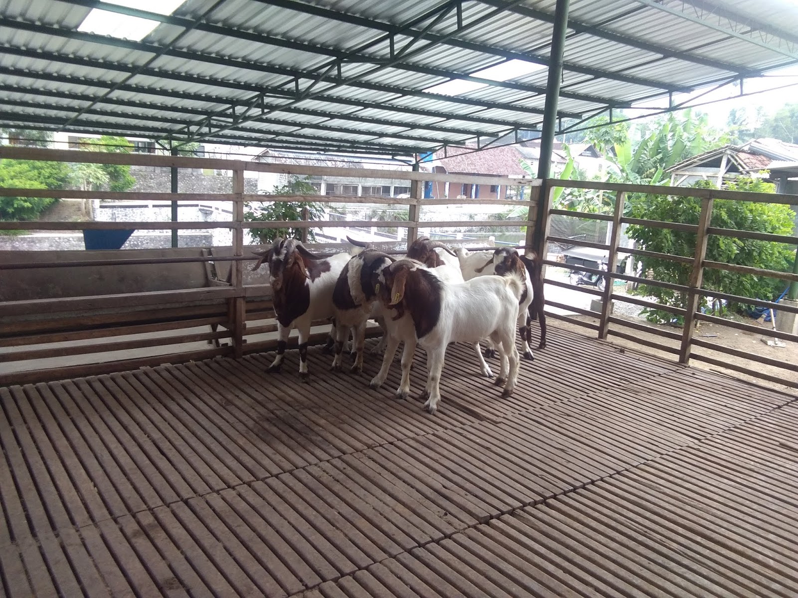 Jual Kambing Boer Super Fullblood Harga terjangkau