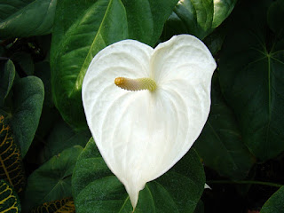 bunga anthurium putih bunga anthurium putih