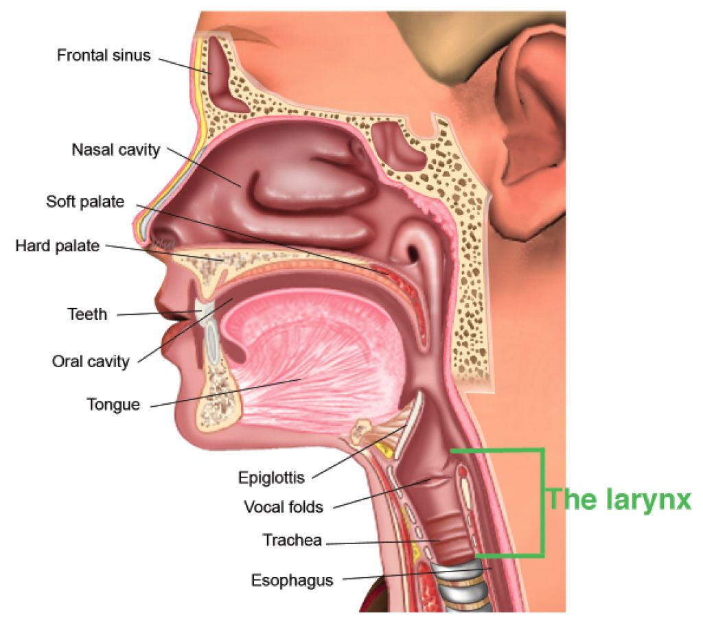 Глотка резиновый. Строение носоглотки и уха человека схема. Строение гортани уха носоглотки. Анатомия уха горла носа.
