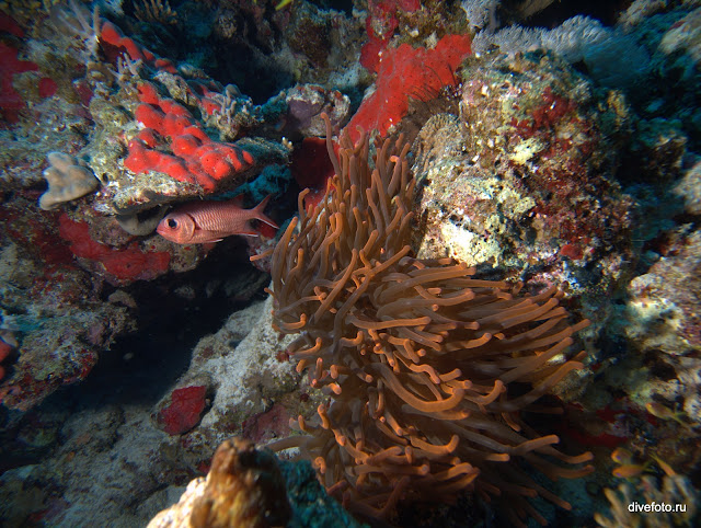 Красный коралл на глубине 20 метров с подсветкой
