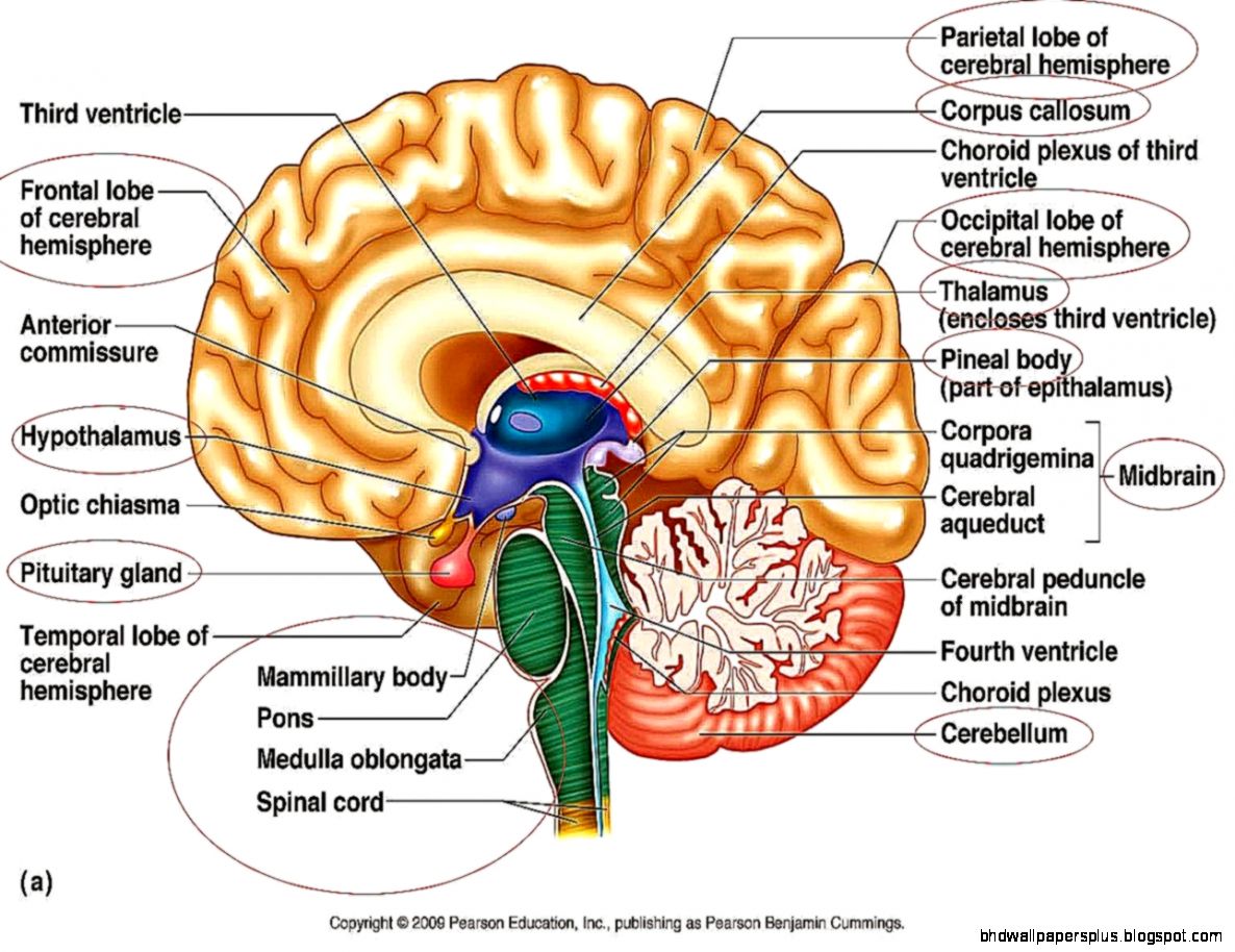 Brain Anatomy Quiz HD Wallpapers Plus.