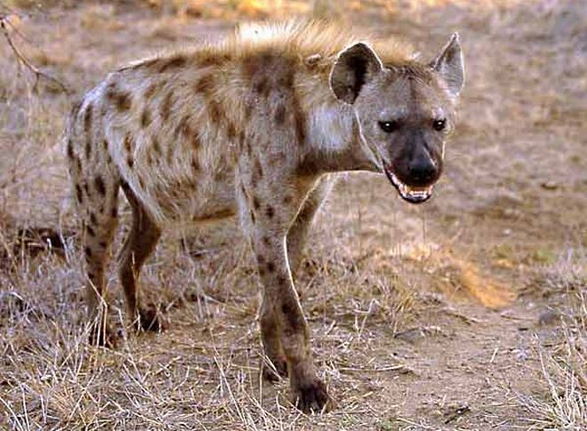 Most Dangerous Animal In The World 2019 What Are Some Of The Most Dangerous Scavenger Animals - Scavenger Ideas