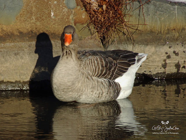Goose In lake