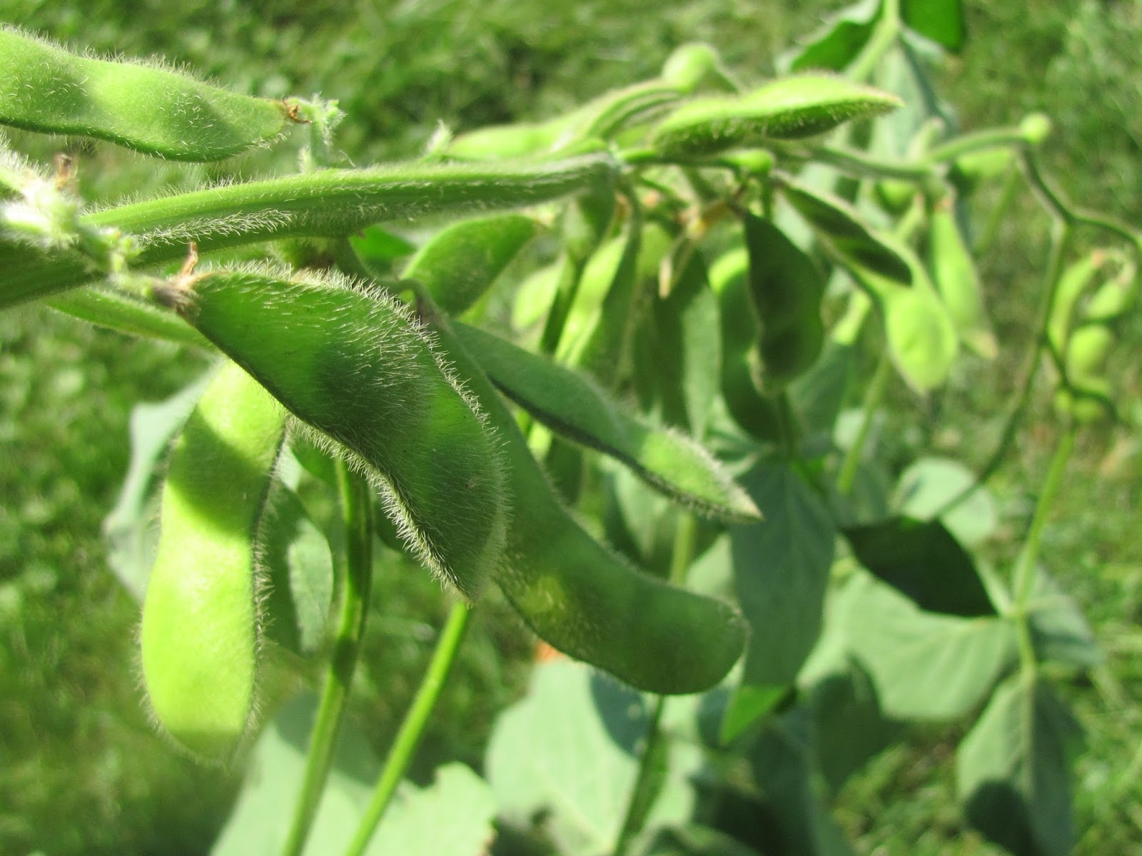 Sweet Domesticity Harvesting Edamame