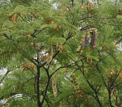 Poder das Ervas: ÀRÌDAN