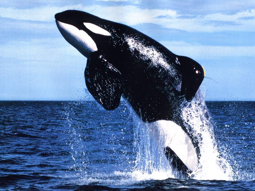 http://3.bp.blogspot.com/-XjZvDFx_Ljo/Ttju2s0U-oI/AAAAAAAAGlE/ue63X-QTAXA/s1600/killer_whale.jpg