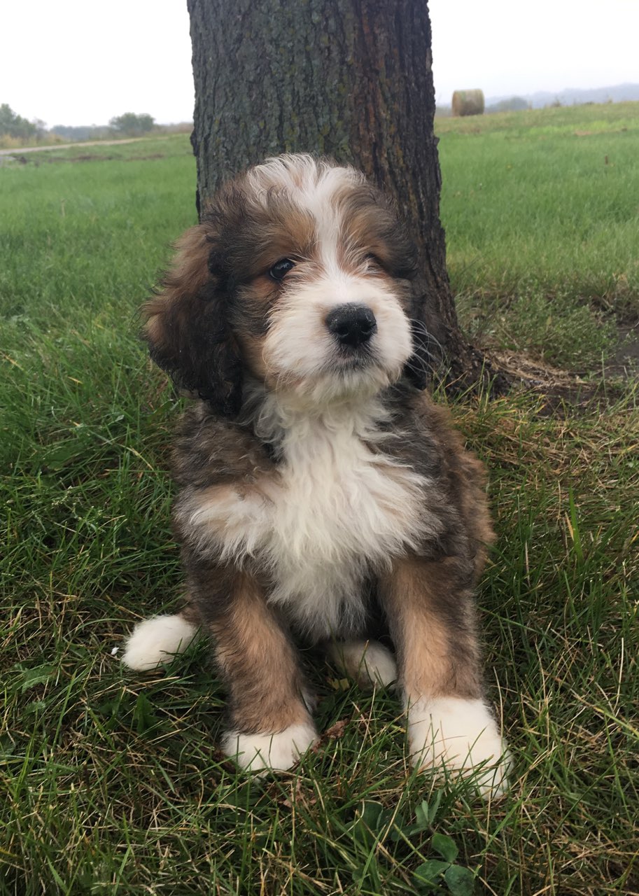 Picket Fence Puppies F1 and F1b Standard Size Bernedoodle Puppies