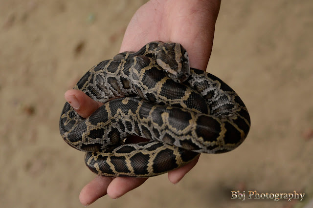 Snakes on a Special Edition of Animals Photography by, BBJ-FG animal photography
