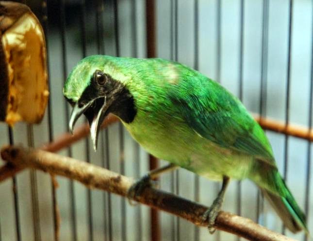 Burung Cucak Hijau