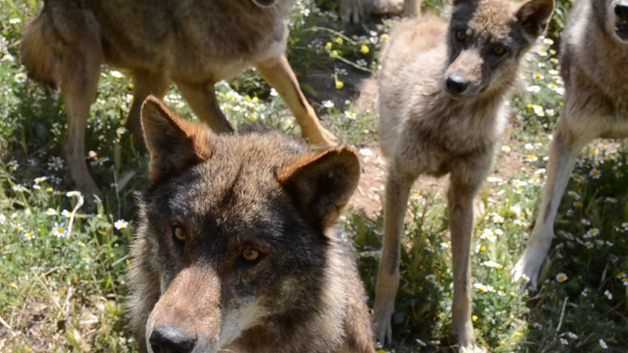 lobo iberico