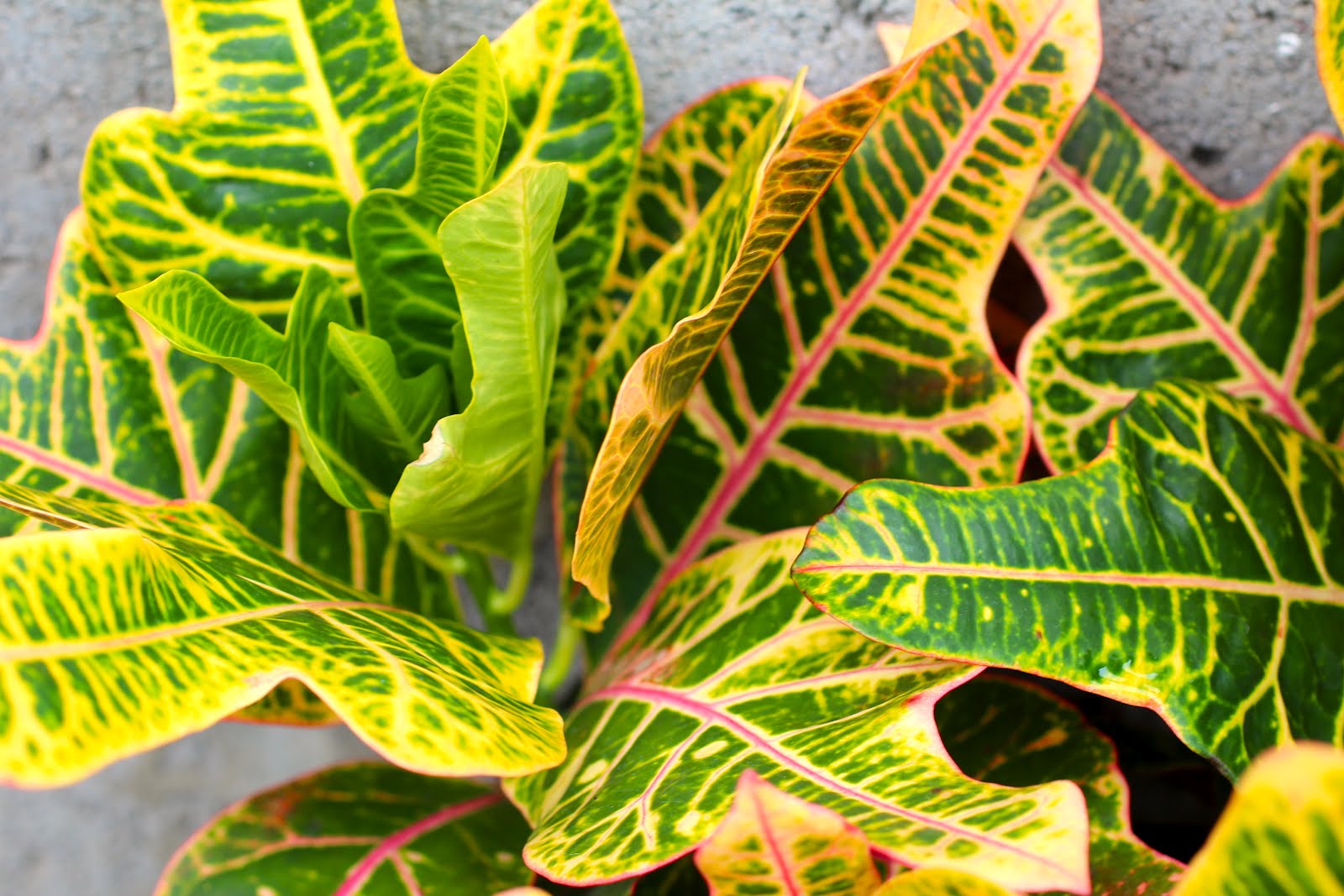 Florez Nursery Crotons, Codiaeum varigatum