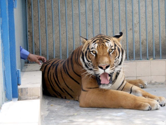 Jumbo Infomedia Blog New Tigers Bring More Attraction At Karachi Zoo
