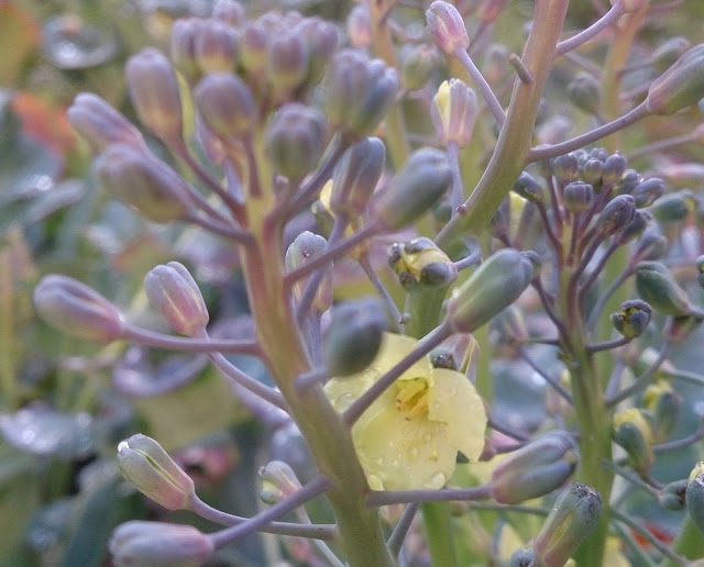 Flores de brócoli.