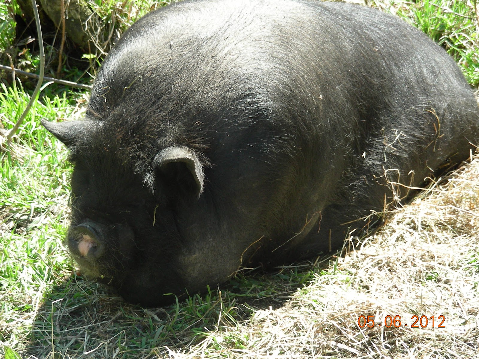 Is the pig fat or. Is the pig fat or. Жирная корова. Самая жирная корова. Is the pig fat or.