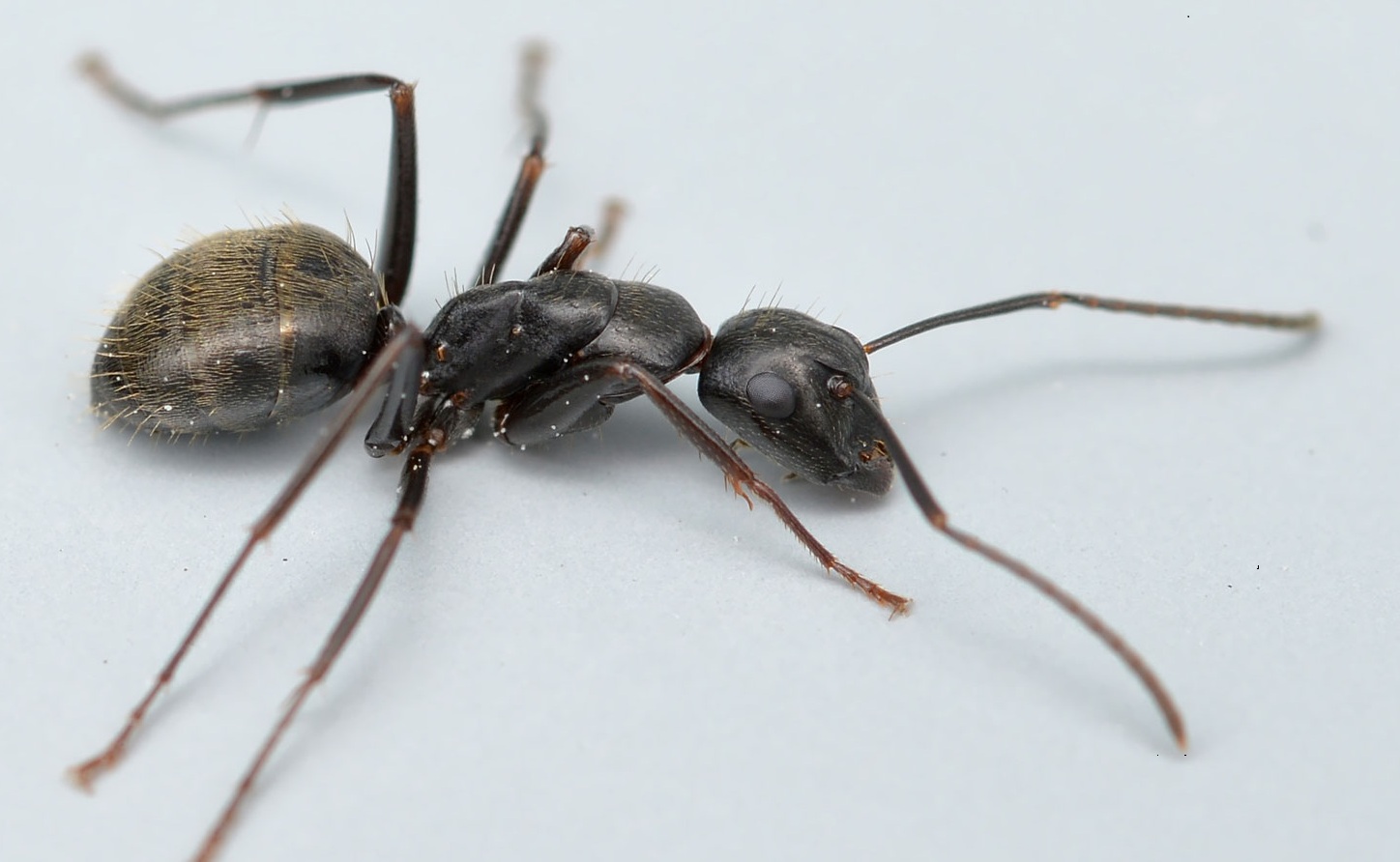 Large ant essay image