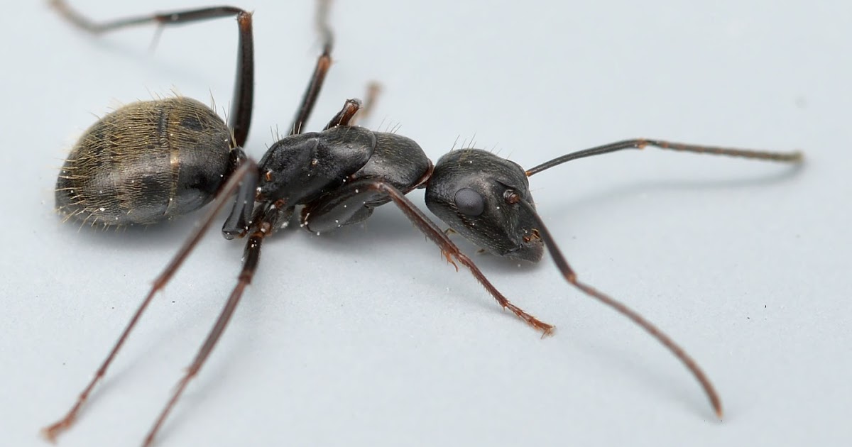 Ants essays 08 picture