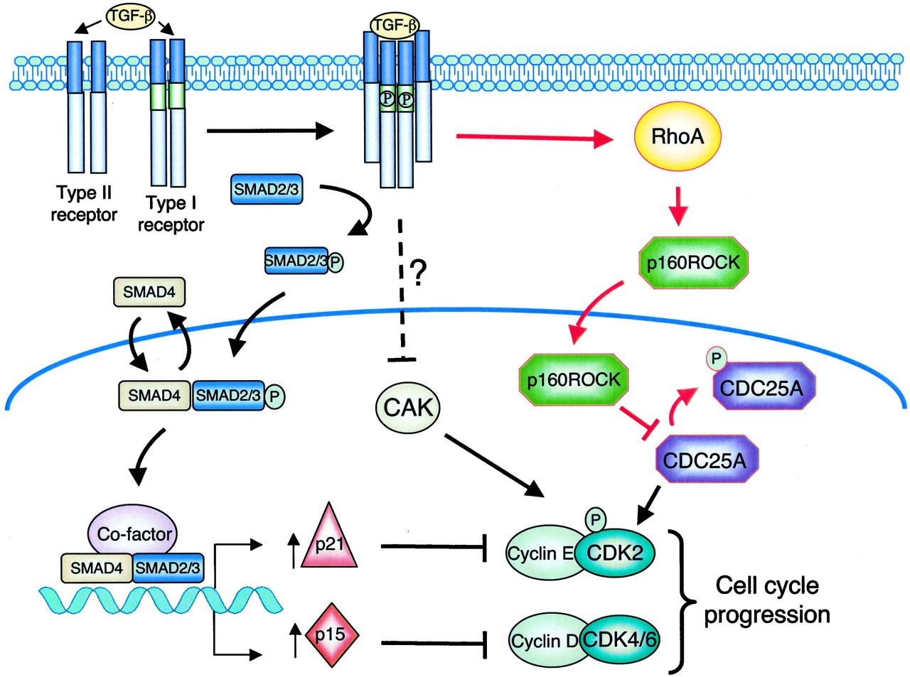 Ifn 230. 573 type 2 ipotesi. Cd3 рецептор миелома. Type 1 error type 2 error. Null hypothesis iis.