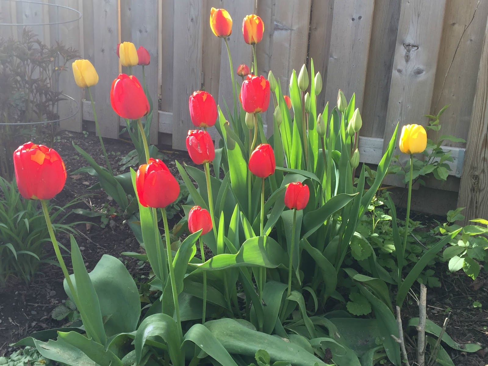 Spring Tulips Chic Delights