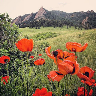 Mountain poppies, photo by J.J.
