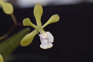 , Epidendrum Floribundum, diarid'orchidee