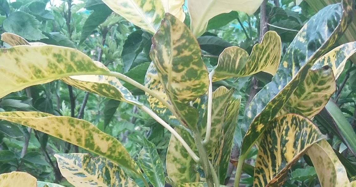 GreenWorld Nursery Farm Pattoki : CROTEN KRACHI