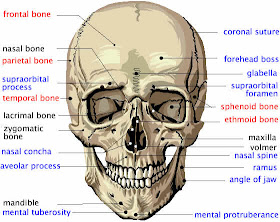 Health Care: Human Head Anatomy Pics