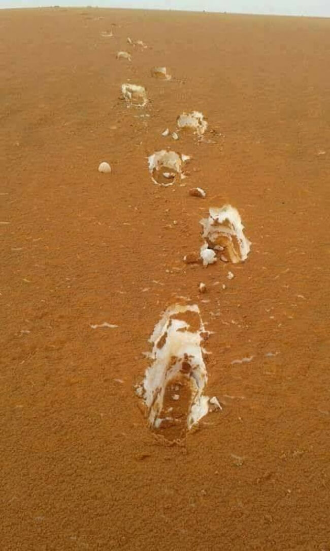 18 Pictures That Show How Nature Secretly Laughs At Us - When the sand of the Algerian desert was covered with snow, it looked like tiramisu.