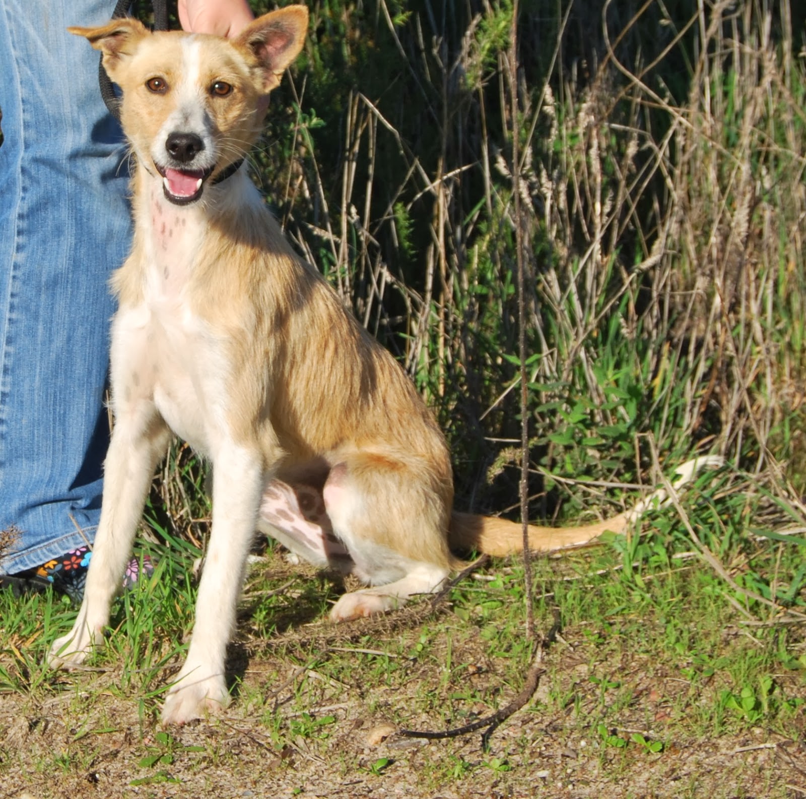 Hunde aus ZentralPortugal adoptieren Dezember 2013