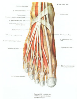 Acozta: Musculi