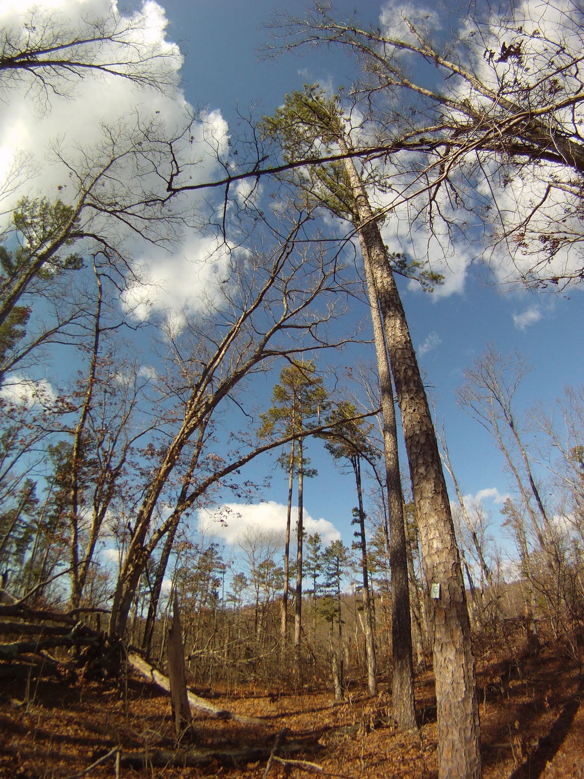 Hike The Midwest Bell Mountain Wilderness, Ozark Trail, Iron County, MO December 30th, 2011