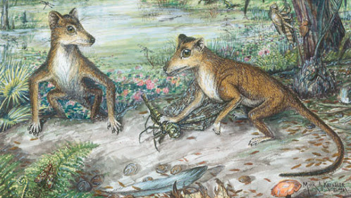 mamiferos de hace 130millones de años Zhangheotherium