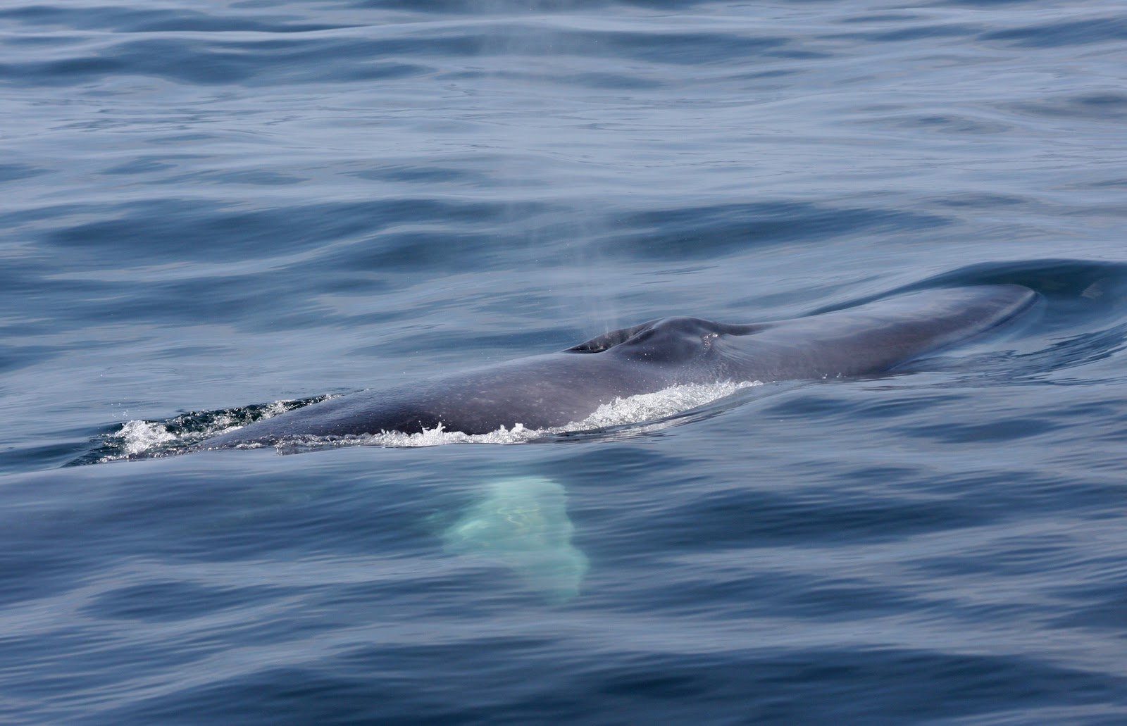 Blue Ocean Society's Whale Sightings: August 1 Granite State