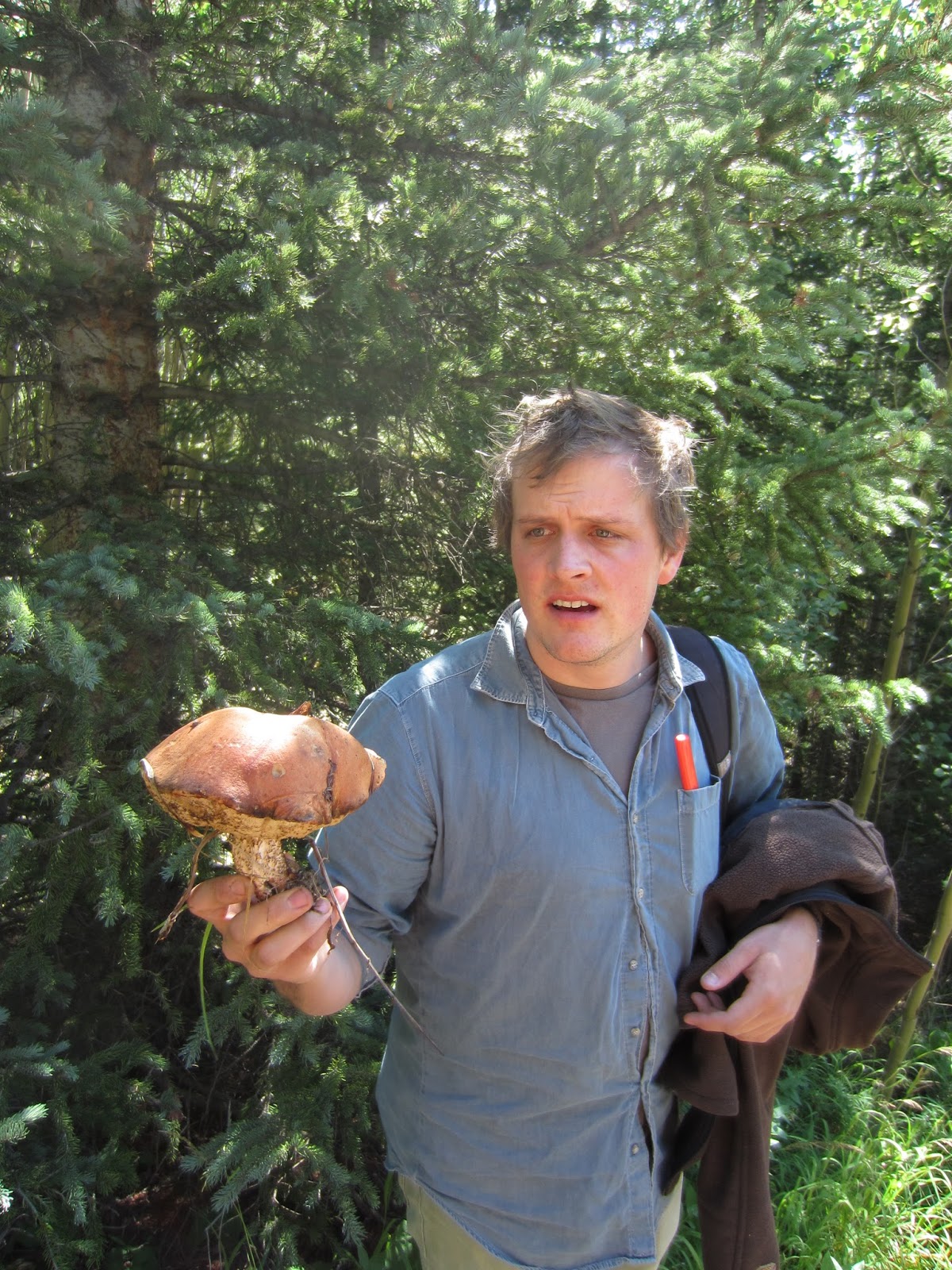 Souvenir Chronicles COLORADO THE GREAT MUSHROOM HUNT