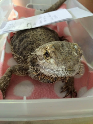 bearded-dragon-belly-stress-marks-10.jpg
