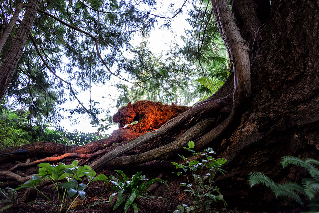 Panther Hidden in the Shadows of The Butchart Gardens