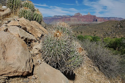 Echinocactus polycephalus (var. xeranthemoides) overlooking the Tonto Platform