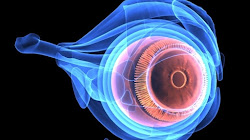 Nhóm Nghiên cứu đa nghành dựa trên tế bào gốc để phát triển phương pháp giúp phục hồi thị lực cho các bệnh nhân bị Mù lòa