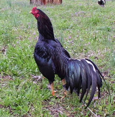 GALLO NEGRO