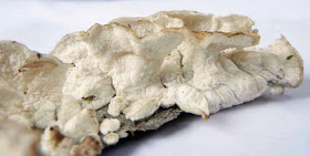Close-up of spore-producing hymenial surface of Plicatura nivea 