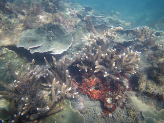 Coral in a reef channel at Pretty Beach, Captain Cook Highway Live Corals at Pretty Beach