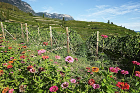 Alois Lageder biodynamic wines Alto Adige