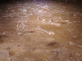 Scattered bones Scattered bones