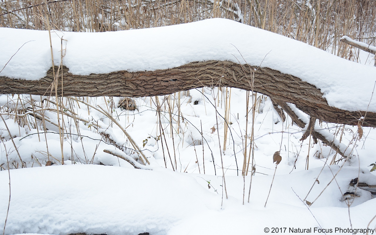 Natural Focus Nature Photo of the Day 8 Snowy Fallen Tree